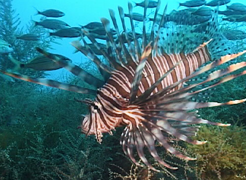 lionfish_lg