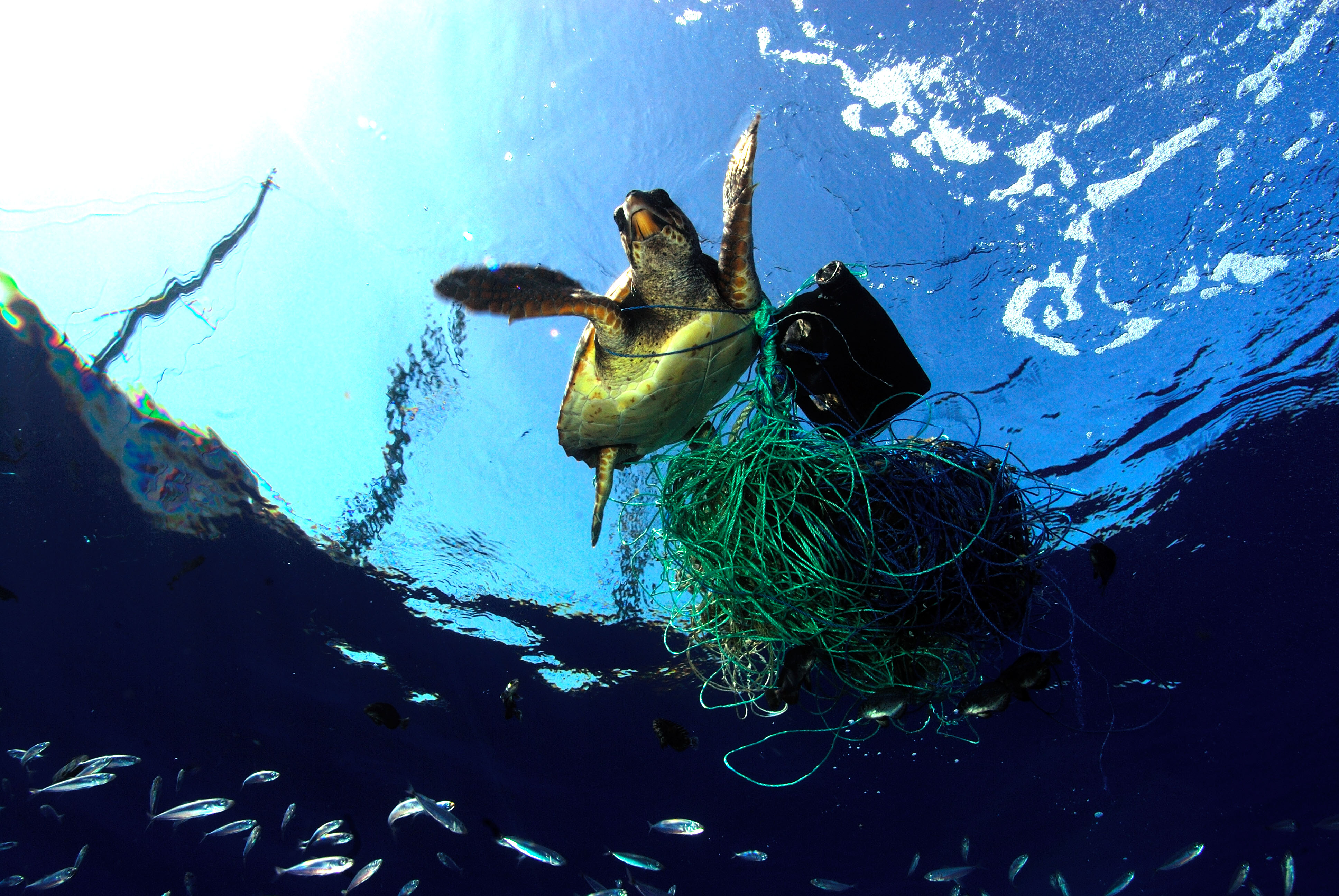 PADI launches SEA THE CHANGE initiative