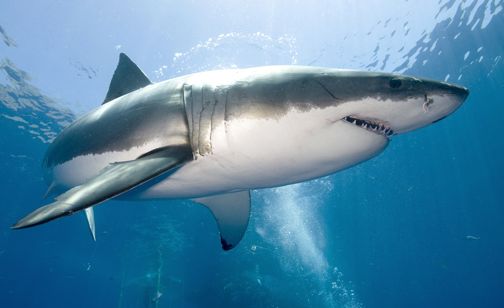 San Francisco aquarium opens exhibit to highlight need for Shark finning legislation
