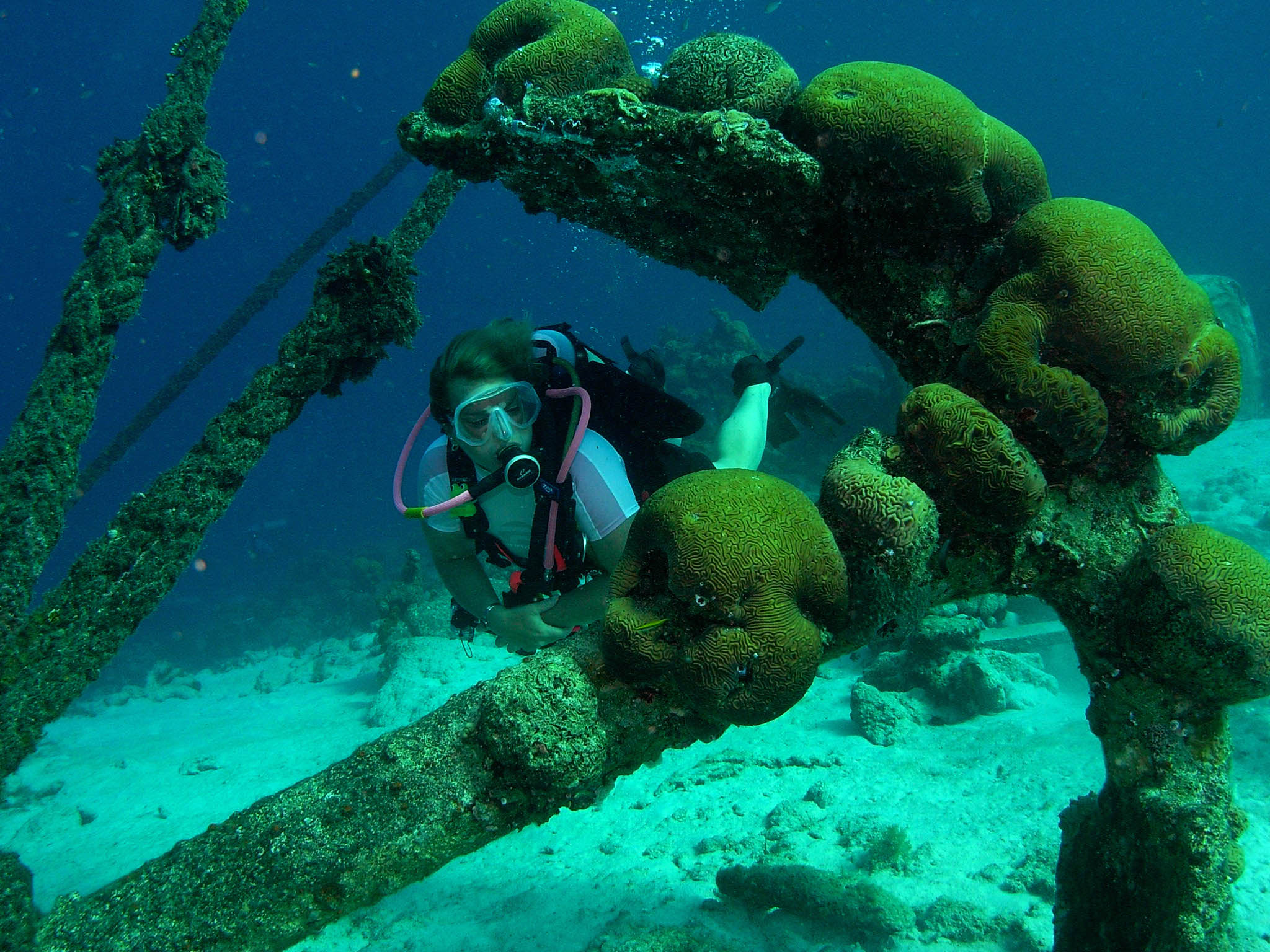 Bonaire Bonanza for Scuba Travelers