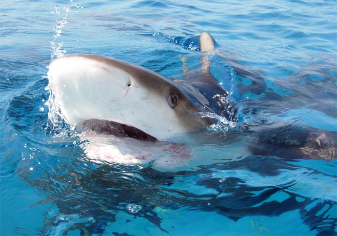 Stuart Cove’s to host Shark Shootout in Bahamas Nov. 13-18 (VIDEO)