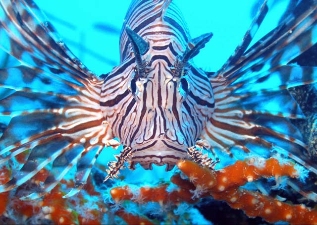 lion-fish