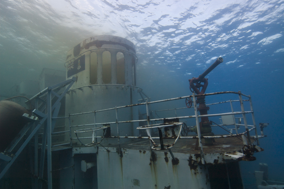 wray_kittiwake_045