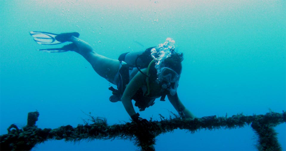 Wildlife and Growth Galore on the wreck of the Spiegel Grove