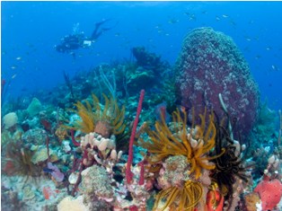 Caribbean island of Dominica schedules Dive Festival for July