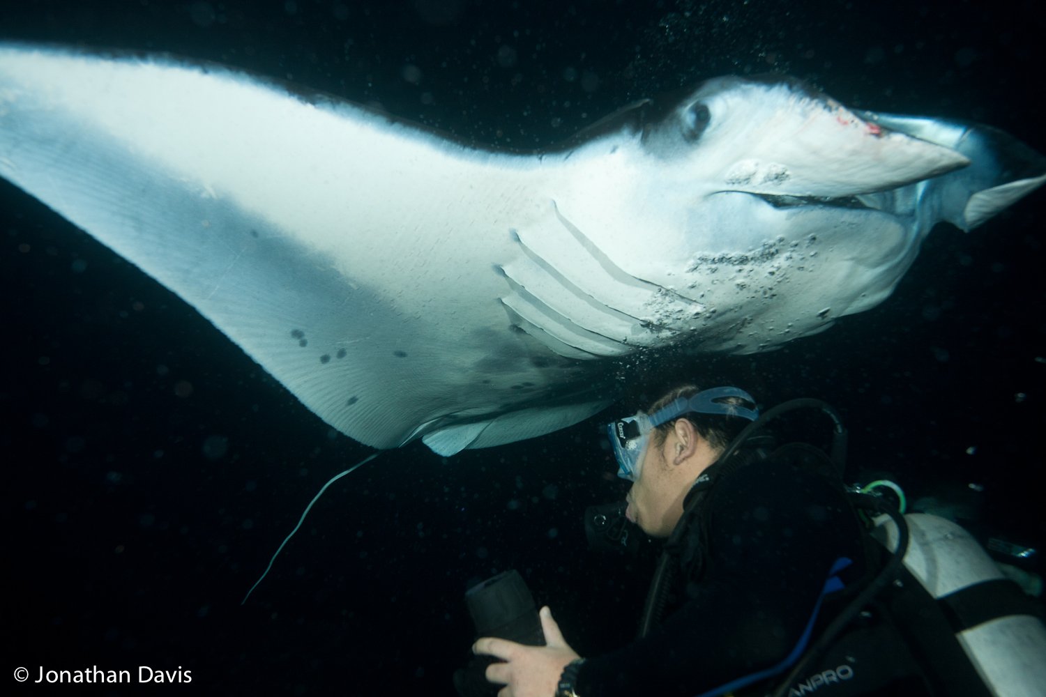 Hawaii Manta Dive