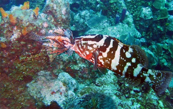 Lionfish Main