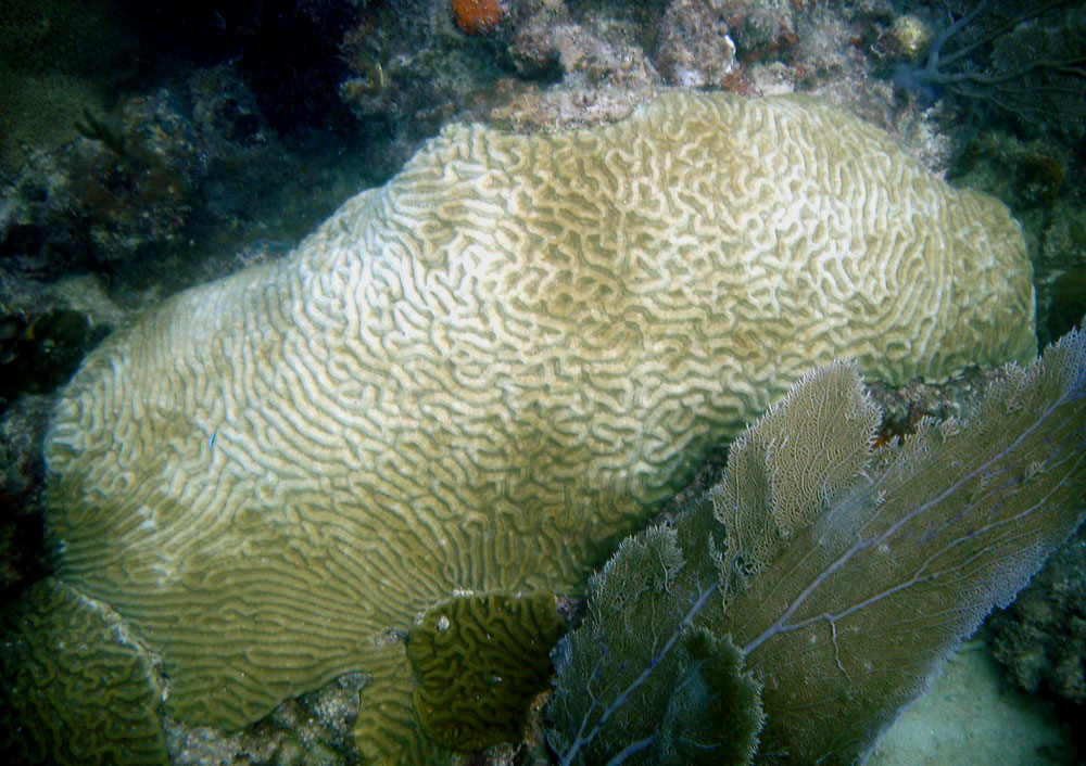 Divers can help spot coral bleaching