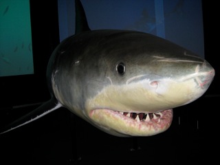 Shark Encounters at the Sydney Aquarium