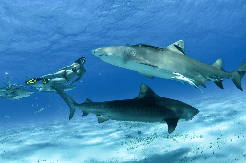 Meet Shark Warrior Lesley Rochat – She’s preparing for battle to save sharks