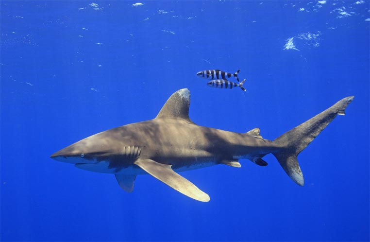 Marshall Islands create the world’s largest shark sanctuary