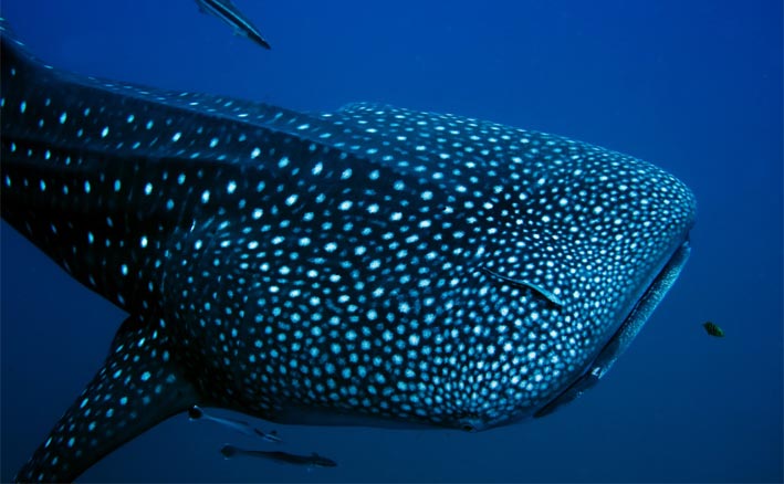 Top Four Places to Dive With Whale Sharks – The Chase Is On!