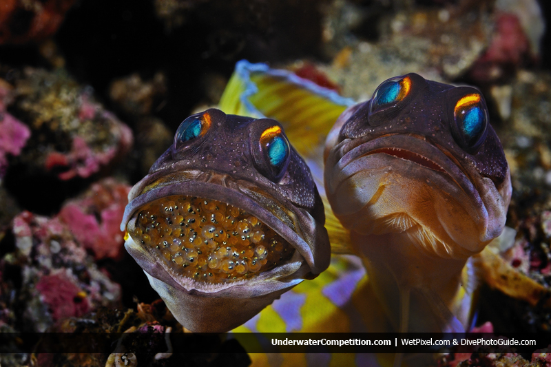 Our World-Underwater Photo Competition