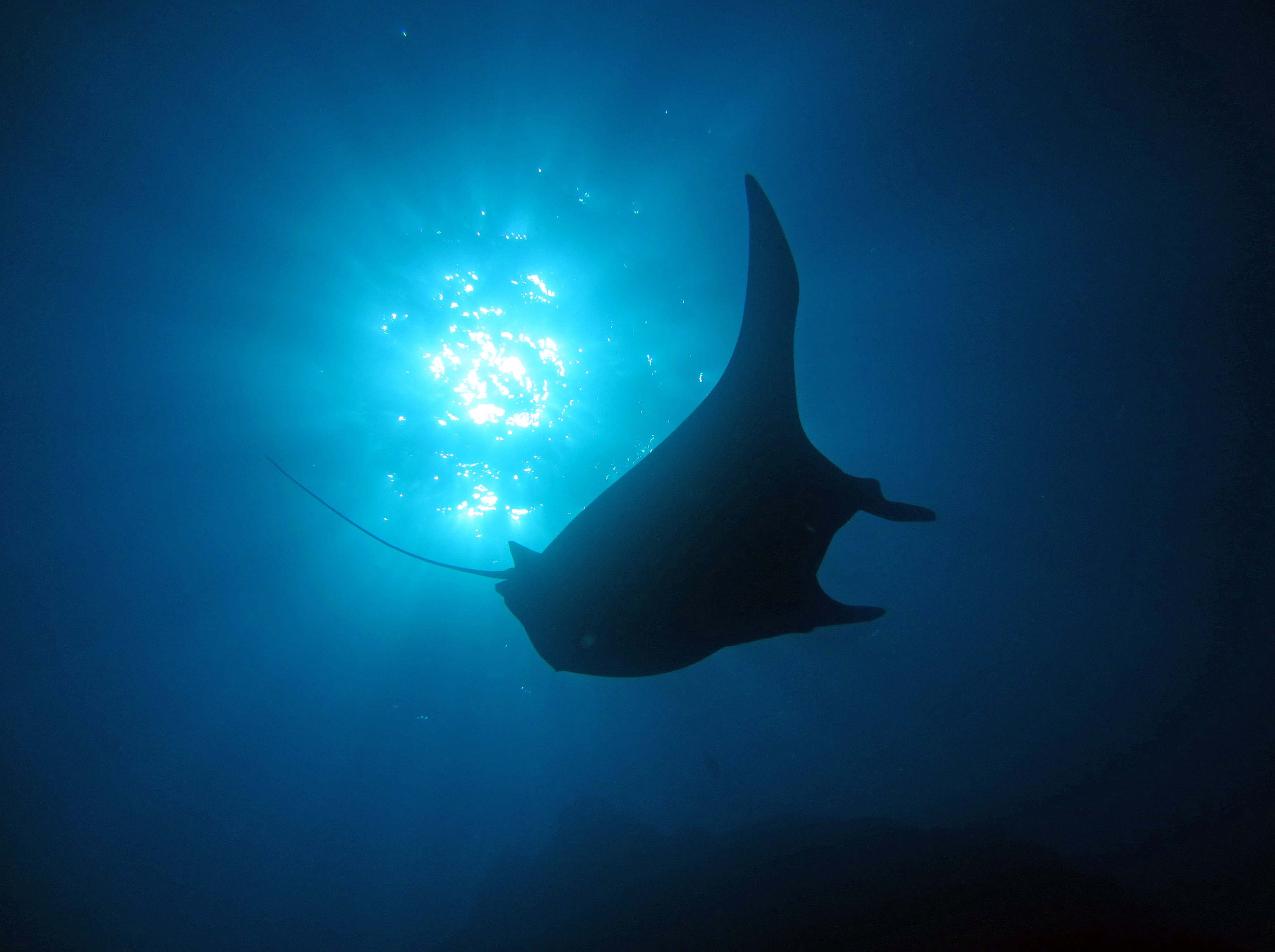 Exploring the Socorro Islands aboard the Rocio Del Mar