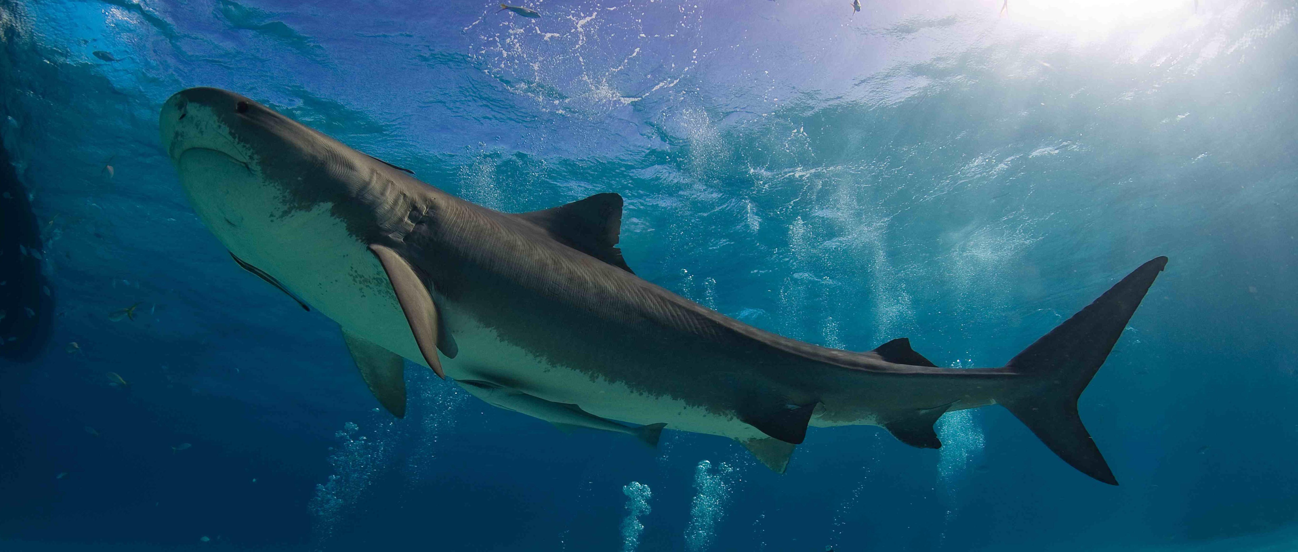 Researchers use satellites to track shark behavior with surprising results (VIDEO)