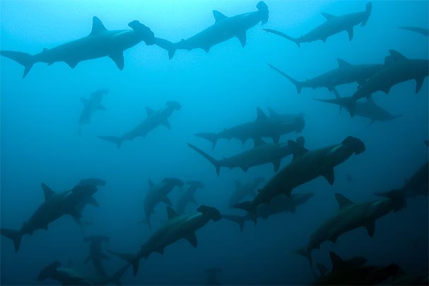 New Online Shark Awareness Program Introduced