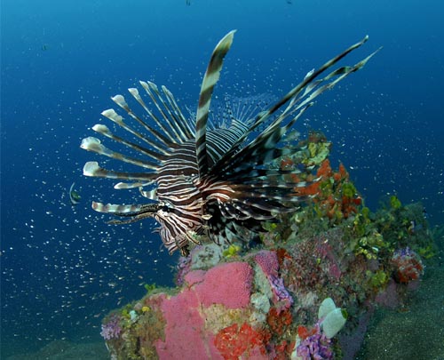 DAN and DEMA team up for informative lionfish PSA Video