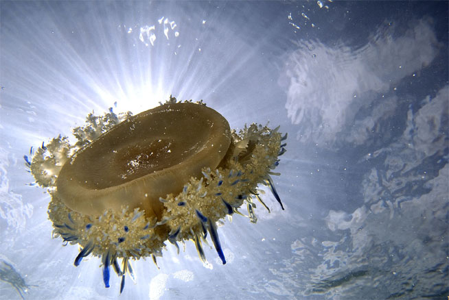 Upside-down jellyfish