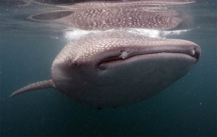 Rocio Del Mar sets records for BIG animal encounters in Sea of Cortez