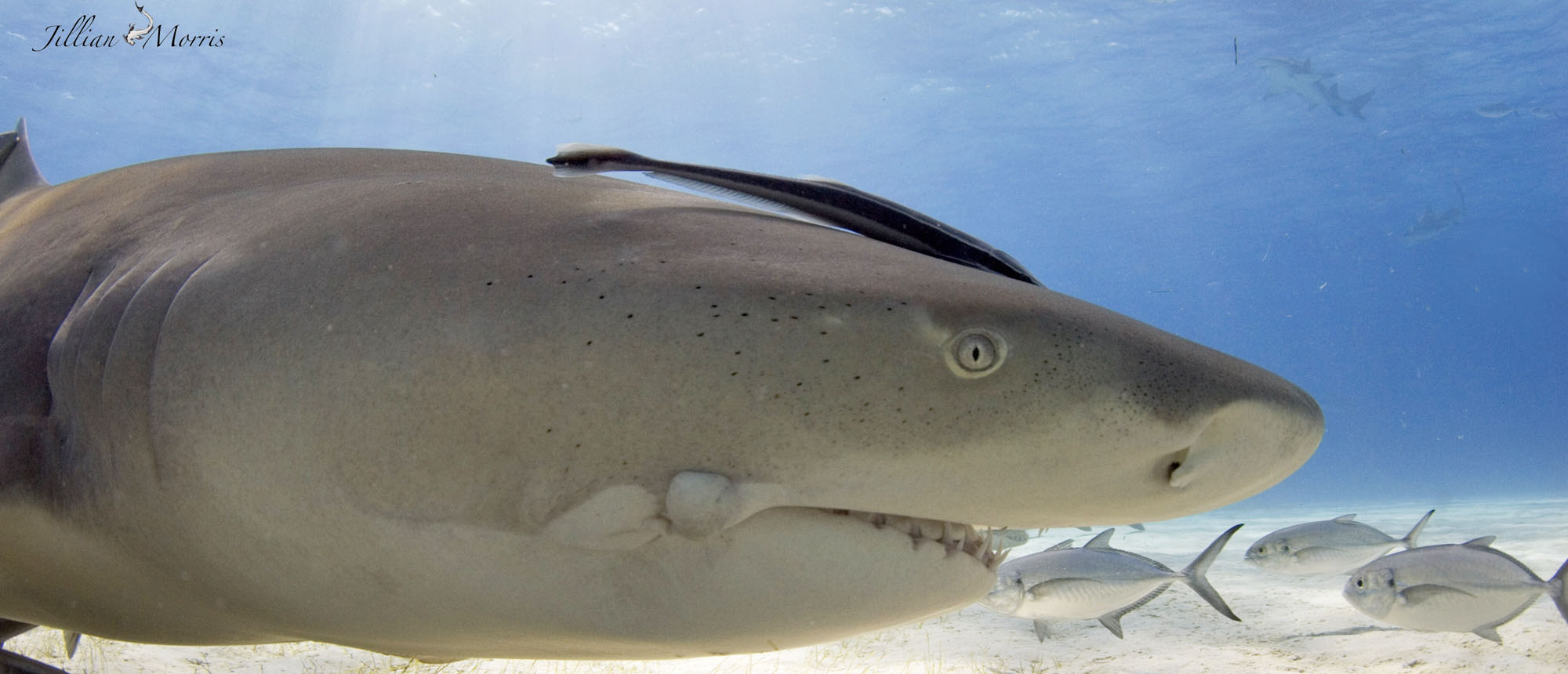 DiverWire Report: What can YOU do to help save sharks