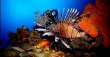 CaymanLionfish
