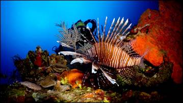 Cayman Islands invites scuba divers to help hunt lionfish