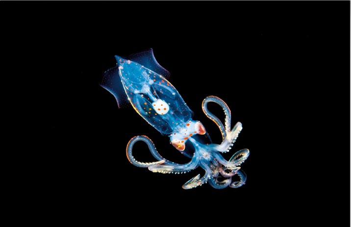 Deadline fast approaching for one of the most prestigious events in the dive industry – the 2013 Ocean Views Photo Contest