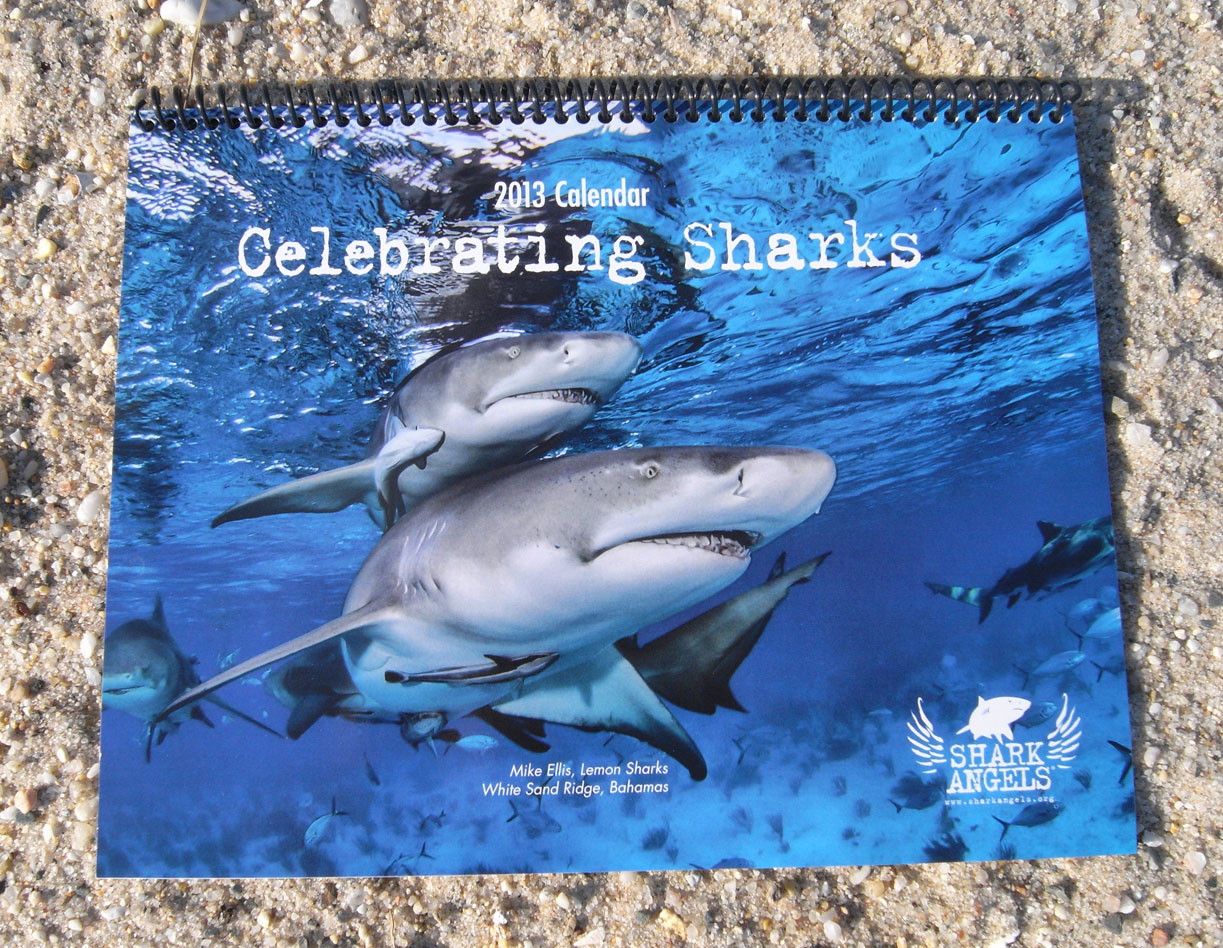 Shark Angels release 2013 calendar – Proceeds go to help protect world’s shark population
