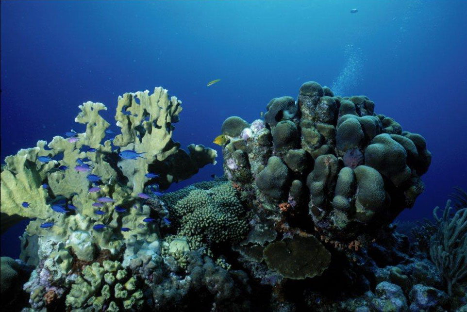Bonaire captures many top honors (again) in Scuba Diving magazine survey