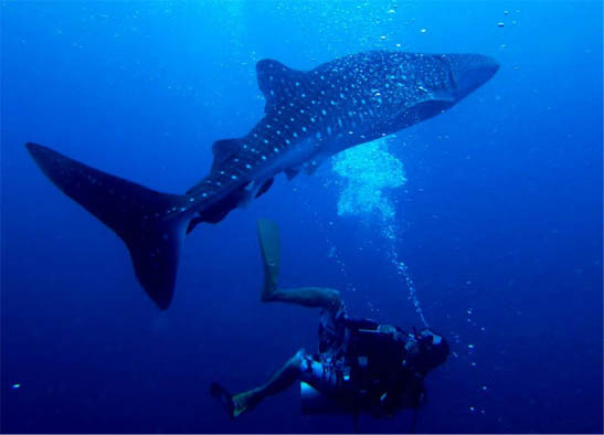 Amazing Encounters at Sipadan Water Village