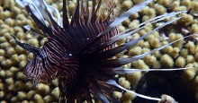 lionfish