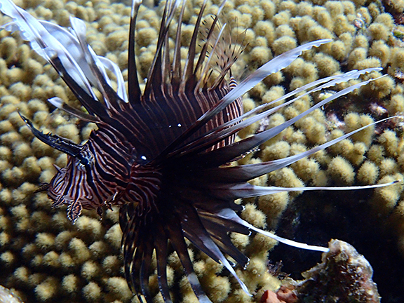 Calling All Lionfish Chefs — Eat Them to Beat Them!