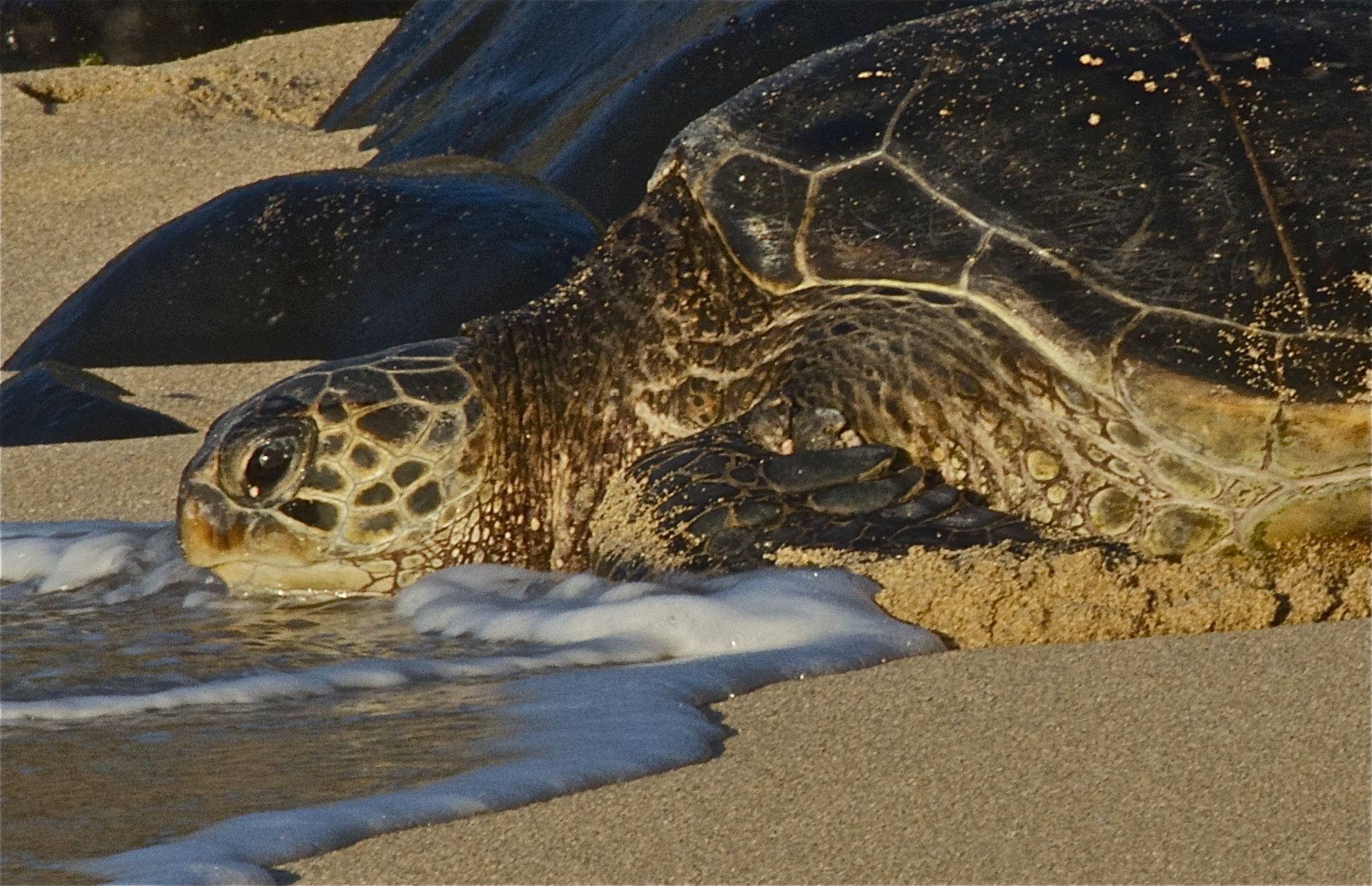 URGENT ACTION NEEDED TO SAVE HAWAIIAN SEA TURTLES