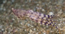 Lembeh, critters