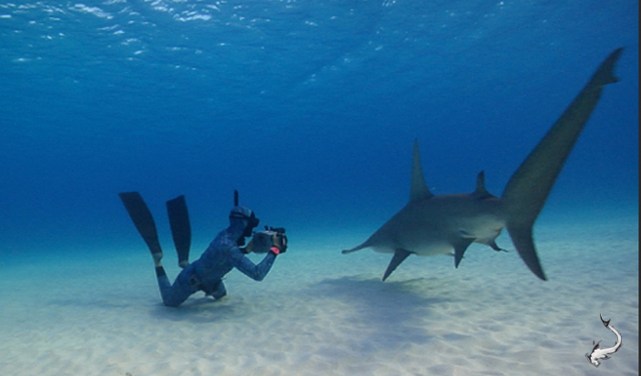 2013 is the International Year of the Hammerhead Shark