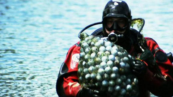 Hot Summer Job: Diving for golf balls – Help Wanted NOW!
