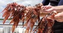 Lionfish-Group DW