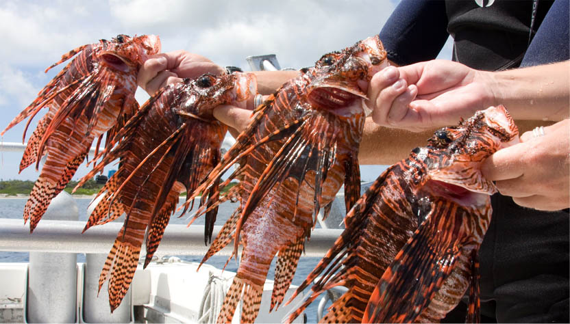 Taming the Lionfish: Cayman Fights Back Against the Invaders