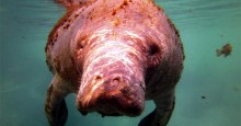 Manatee