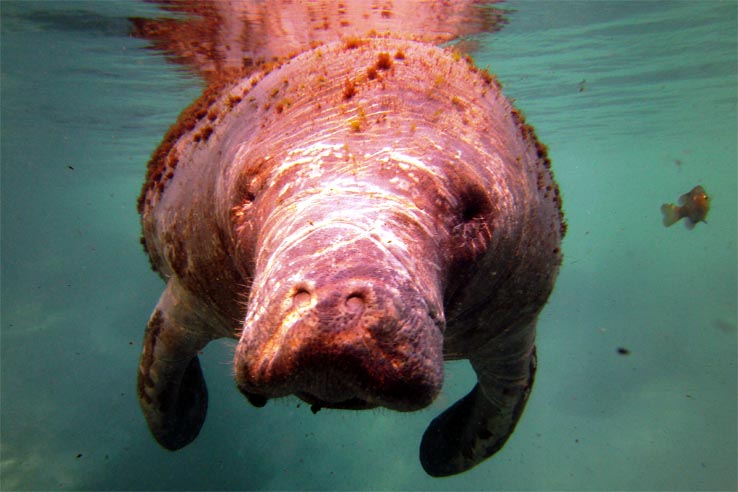 Diving Different in 2013: Unique Underwater Encounters