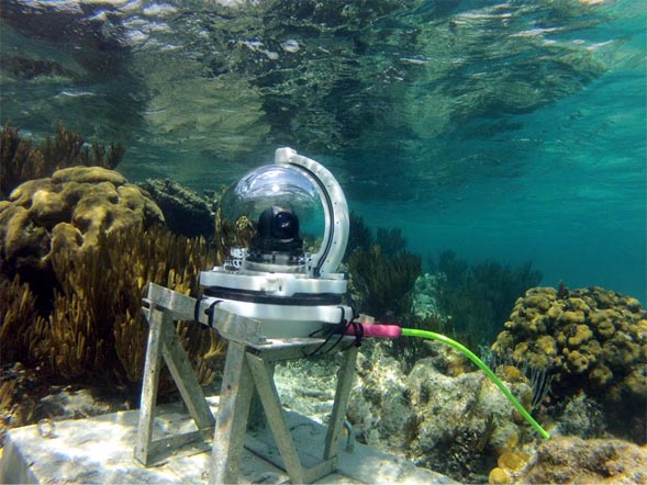 Ocean Frontiers Unveils LIVE Web-Cam on Grand Cayman