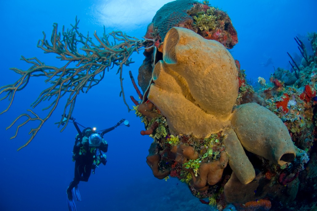 Divetech Grand Cayman Hosts FOCUS UNDERWATER event