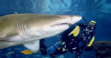 Shark Dive Muscular Dystrophy