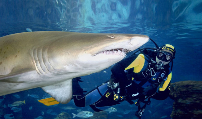 Shark Dive Muscular Dystrophy