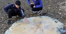 Giant Jellyfish Discovered