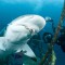 The Bahamas announces ban on commercial shark fishing