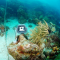 Live underwater Web-Cam launched in Curacao